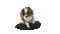 Kaz_Creations Animated  Dog Pup Dogs 🐶 - Animovaný GIF zadarmo animovaný GIF