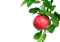 apple,tree - PNG gratuit GIF animé