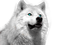Wolf - gratis png geanimeerde GIF