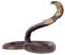 змея - PNG gratuit GIF animé
