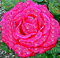 rosa - Δωρεάν κινούμενο GIF κινούμενο GIF