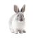 kanin.....rabbit - ingyenes png animált GIF