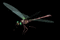 dragonfly - Nemokamas animacinis gif animuotas GIF