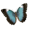 Butterfly - zadarmo png animovaný GIF