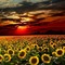 sunflowers fond bp - фрее пнг анимирани ГИФ