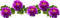 flores  violeta