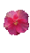 Цветок - Darmowy animowany GIF animowany gif