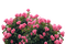 квіти - безплатен png анимиран GIF