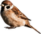 fågel-brun---bird--brown - PNG gratuit GIF animé