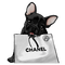 Chanel Bag Dog - Bogusia - PNG gratuit GIF animé