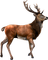 Deer.Brown.White - δωρεάν png κινούμενο GIF