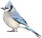 oiseau - kostenlos png Animiertes GIF