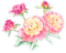 flowers peony, peonies bp - gratis png animerad GIF