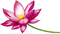 Lotus - ücretsiz png animasyonlu GIF