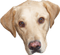 Tete chien - gratis png animeret GIF