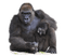 Kaz_Creations Animals Monkey - gratis png animerad GIF