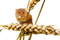 hamster - безплатен png анимиран GIF