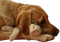 chien - безплатен png анимиран GIF