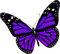 Kaz_Creations Butterfly - δωρεάν png κινούμενο GIF