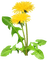 pissenlit dandelion fleur printemps