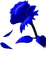 rose bleue - Безплатен анимиран GIF