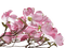 fleurs roses - darmowe png animowany gif