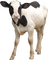 cow per request - nemokama png animuotas GIF