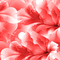 SA / iBG.anim.flower.red.btbgi.dca - Free animated GIF Animated GIF