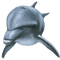 dolceluna dolphin blue summer deco - png gratis GIF animasi