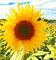 yellow flower  Nitsa Papacon - Bezmaksas animēts GIF animēts GIF