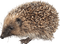 hedgehog kikkapink autumn deco - Free PNG Animated GIF