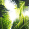 tropical milla1959 - Nemokamas animacinis gif animuotas GIF