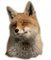 Kaz_Creations Fox - безплатен png анимиран GIF