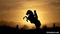 Horse - Δωρεάν κινούμενο GIF κινούμενο GIF