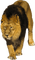 lion-leone-lejon-animal - gratis png animeret GIF