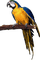 Kaz_Creations Parrot Bird - gratis png geanimeerde GIF