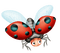Kaz_Creations Ladybugs Ladybug - gratis png geanimeerde GIF