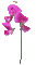 Plants.fleur.flower.orchid.Victoriabea - GIF animé gratuit GIF animé