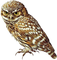 Owl - Bogusia - Free PNG Animated GIF