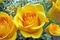 rose jaune - ingyenes png animált GIF