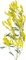chantalmi fleur mimosa jaune - PNG gratuit GIF animé