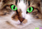 chats yeux verts - GIF animasi gratis GIF animasi