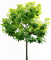 green tree sunshine3 - zdarma png animovaný GIF