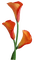 Flowers orange bp - gratis png animeret GIF