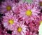 Fleurs - ingyenes png animált GIF