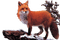 Kaz_Creations Fox 🐺 - besplatni png animirani GIF