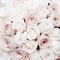 white roses pink