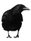 Kaz_Creations Bird Crow - gratis png animerad GIF