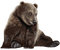 bear - zadarmo png animovaný GIF