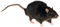 rat - 免费PNG 动画 GIF